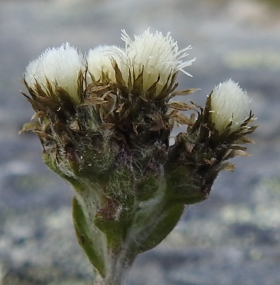 Antennaria canescens - harmaakissankäpälän mykeröjen kaikki kukat ovat tukisuomuttomia kehräkukkia, ja kieliteriöiset laitakuikat puuttuvat. Kukkia lienee noin 30-60. Verhiö on noin 4-5 mm pitkä ja muuntunut hapsihaiveniksi, jotka näkyvät valkoisena ja sutimaisen tiiviinä ryhmänä mykerön kärjessä. Emi on yksivartaloinen ja luotiltaan kaksiliuskainen. Valkoinen vartalo luotteineen nousee selvästi teriötä pitemmäksi ja pistää esiin mykerön pinnalta. EnL, Enontekiö, Kilpisjärvi, Saanan luoteisrinne, alapaljakan tunturikangas, rinteen poikki kohti Saanajärveä vievän polun vierus, 655 m mpy, 4.7.2025. Copyright Hannu Kämäräinen.