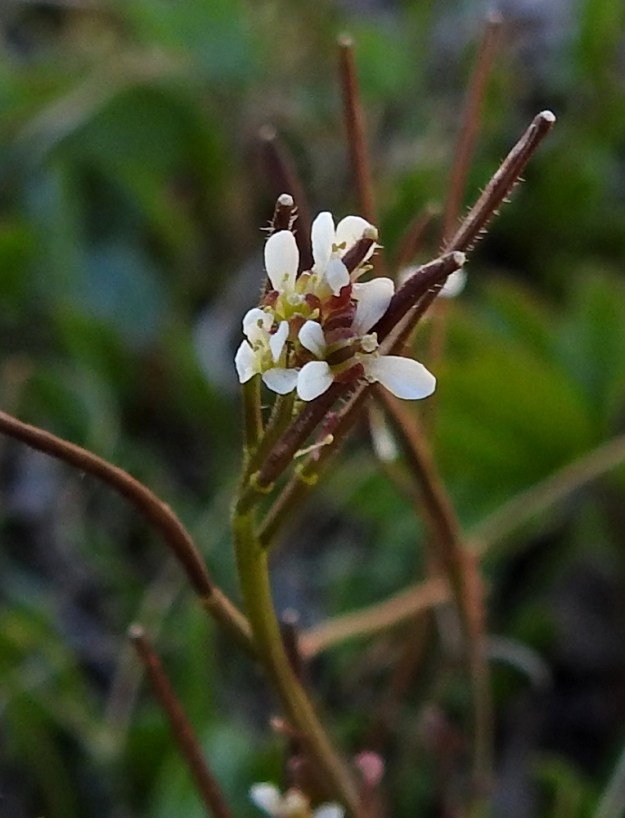 Cardamine hirsuta - mäkilitukan sikiäin alkaa pölytyksen jälkeen nopeasti kasvaa liduksi, vaikka terälehdet ja heteet ovat kuihtumatta edelleen paikallaan. A, Lemland, Nåtö, biologisen aseman päärakennuksen ja luonnonsuojelualueen länsipuoli, rannan avokallioalue venevajojen kohdalla, 19.5.2025. Copyright Hannu Kämäräinen.