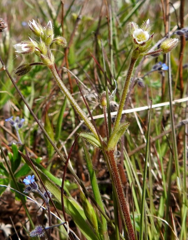 Cerastium glutinosum - tahmahärkin kukinto-osa muodostuu peräkkäisistä kaksihaaraviuhkoista, joissa kukat ovat haarojen kärjessä ja haarahangoissa. 23.5.2025. Copyright Hannu Kämäräinen.