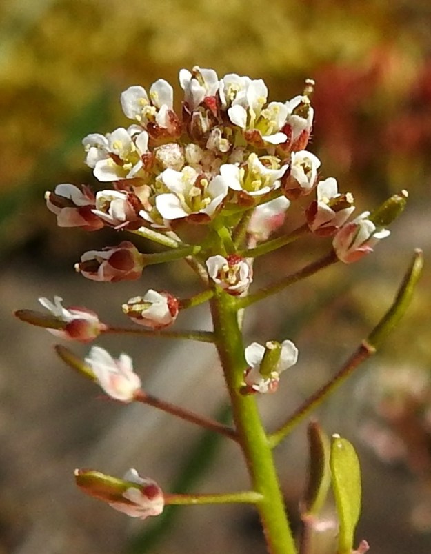 Drabella muralis - vallikynsikön kukassa on ristikkäisesti neljä terälehteä. Ne ovat vastapuikeat, kärjestään pyöreä- tai tylppäpäiset ja kapeatyviset sekä yleensä noin 1,5-2 mm pitkät ja leveimmältä kohtaa noin 0,8-1 mm leveät. Heteitä on neljä, kun niitä lähisuvun kynsimöillä on kuusi. Sikiäin on kehänpäällinen, lähinnä kapeansoikeahko ja leveyttään kapeampi. Sen kärjessä uloimpana on pyöreän nappimainen luotti. Verholehtiä on neljä. Ne ovat puikeat, kuperat, kalvolaitaiset ja useimmiten punertavat tai punaruskeat. Pituutta niillä on yleensä noin 1-1,6 mm ja leveyttä leveimmältä kohtaa noin 0,6-0,8 mm. 18.5.2025. Copyright Hannu Kämäräinen.