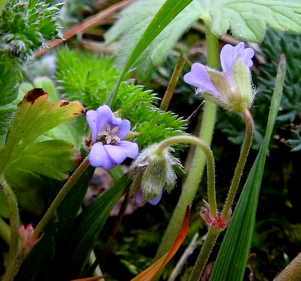 Geranium pusillum - pihakurjenpolven kukkaperä on nuppuvaiheessa nuokkuva ja kukintavaiheessa pysty tai yläviisto. Se on yleensä noin 5-10 mm pitkä ja tiheästi lyhyen hapsi- ja nystykarvainen. Kukkaperän tyvellä ovat kapean kolmiomaiset tai suikeat, kalvomaiset ja karvareunaiset tukilehdet, jotka ovat vaaleat, punertavat tai ruskehtavat ja noin 1-2 mm pitkät ja leveimmältä kohtaa enintään 0,5 mm leveät. Sikiäimen kärjessä olevassa emin vartalossa on viisi luottia, jotka ovat lähes valkoiset tai punertavat sekä aktivoituessaan kääntyvät säteittäisesti sivulle. A, Hammarland, Kattby, kirkkotarha, kirkon eteläsivu, tukimuurilla pengerretyn nurmialueen reuna, 22.5.2025. Copyright Hannu Kämäräinen.