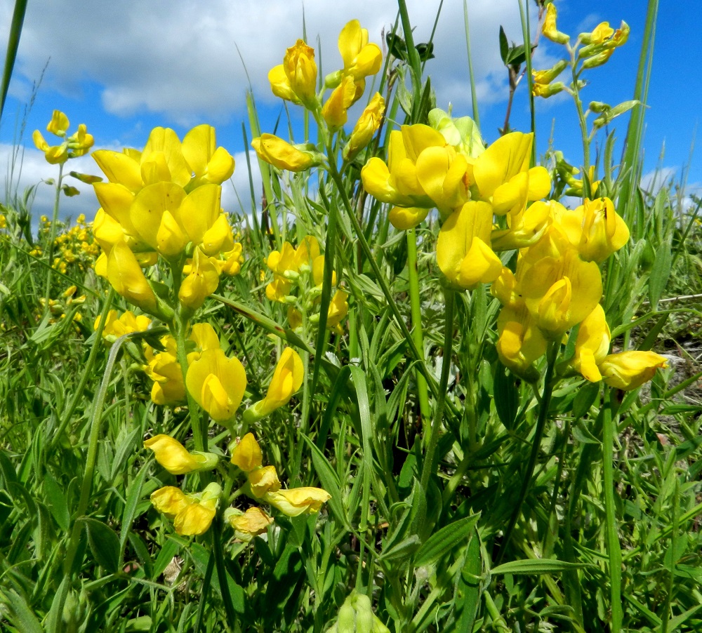 Lathyrus pratensis - niittynätkelmän kukinto on yleensä noin 5-12-kukkainen terttu, joka on kukkiessaan tavallisesti noin 2,5-4 cm pitkä ja noin 2,5-3 cm leveä. U, Loviisa, Pernaja, Utbyn ja Hormnäsin välillä oleva laaja Storängarnan peltoalue, pellonlaita aivan Sarvilahdentien varressa, 20.6.2012. Copyright Hannu Kämäräinen.