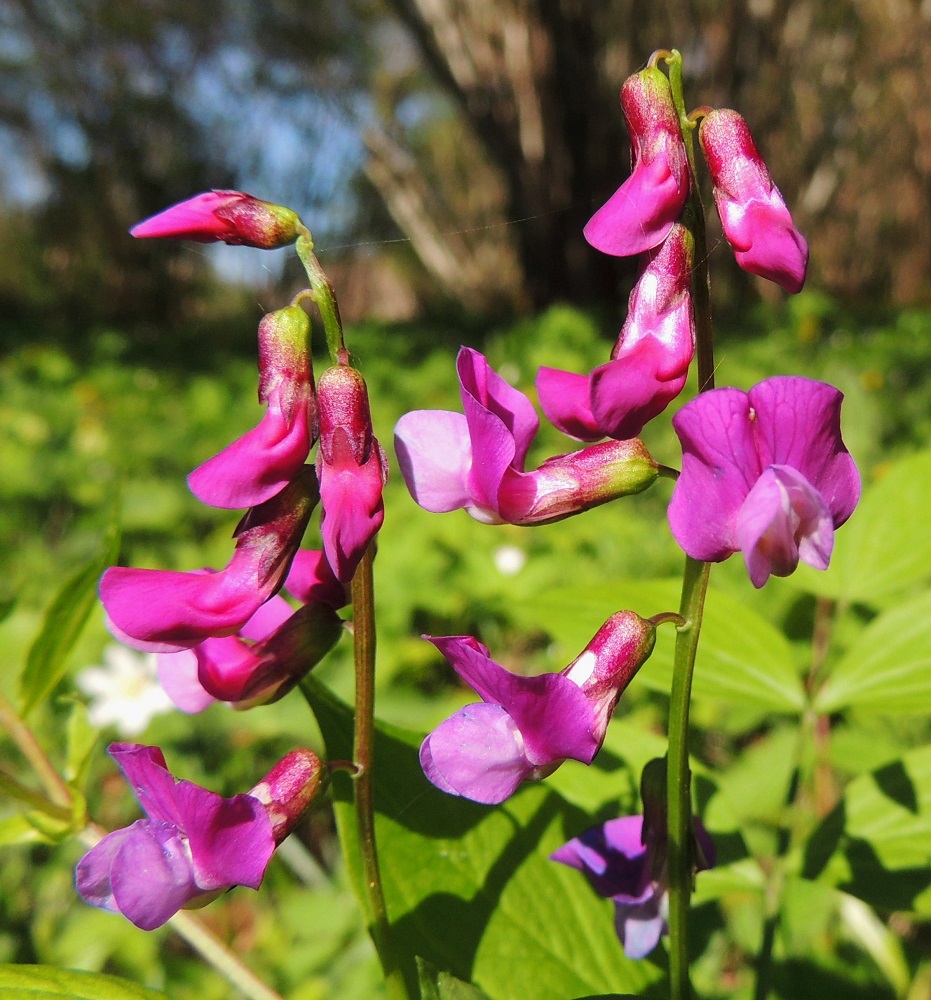 Lathyrus vernus - kevätlinnunherneen teriö on vastakohtainen, perhomainen ja tavallisesti noin 13-20 mm pitkä. Terälehdet ovat keskenään hyvin erinäköiset ja erikoistuneet omiin tehtäviinsä. Näkyvin ja kookkain terälehti on purje, joka nimensä mukaisesti kaartuu leveänä ylöspäin tehden kukan näkyväksi pölyttäjähyönteisille. Sen kärkiosa on lähes pyöreä, tylppä- ja lovipäinen sekä tyviosa hyvin soukaksi kaventuva. Purje on suorana noin teriön mittainen ja kärkiosastaan noin 10-13 mm leveä. A, Jomala, Ramsholm, luonnonsuojelualue, niemen pohjoisosa, länsilaita, pähkinäpensainen lehtoniitty, 25.5.2013. Copyright Hannu Kämäräinen.