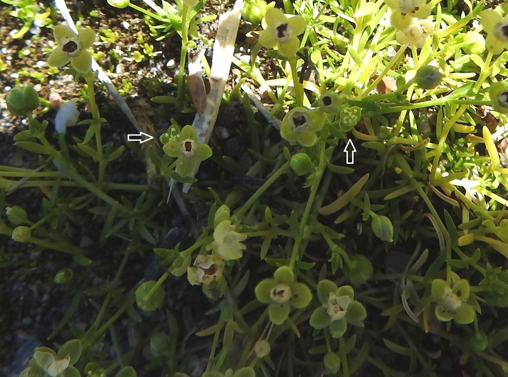 Sagina procumbens - rentohaarikon kukat ovat lähes aina terälehdettömiä (nuolet). Kukka on kukintavaiheessa verholehtien avoimuudesta riippuen noin 2-4 mm leveä. EH, Hämeenlinna, Loimalahti, Hirsimäki, Näsiäntien varsi, päällysterako, 19.6.2020. Copyright Hannu Kämäräinen.
