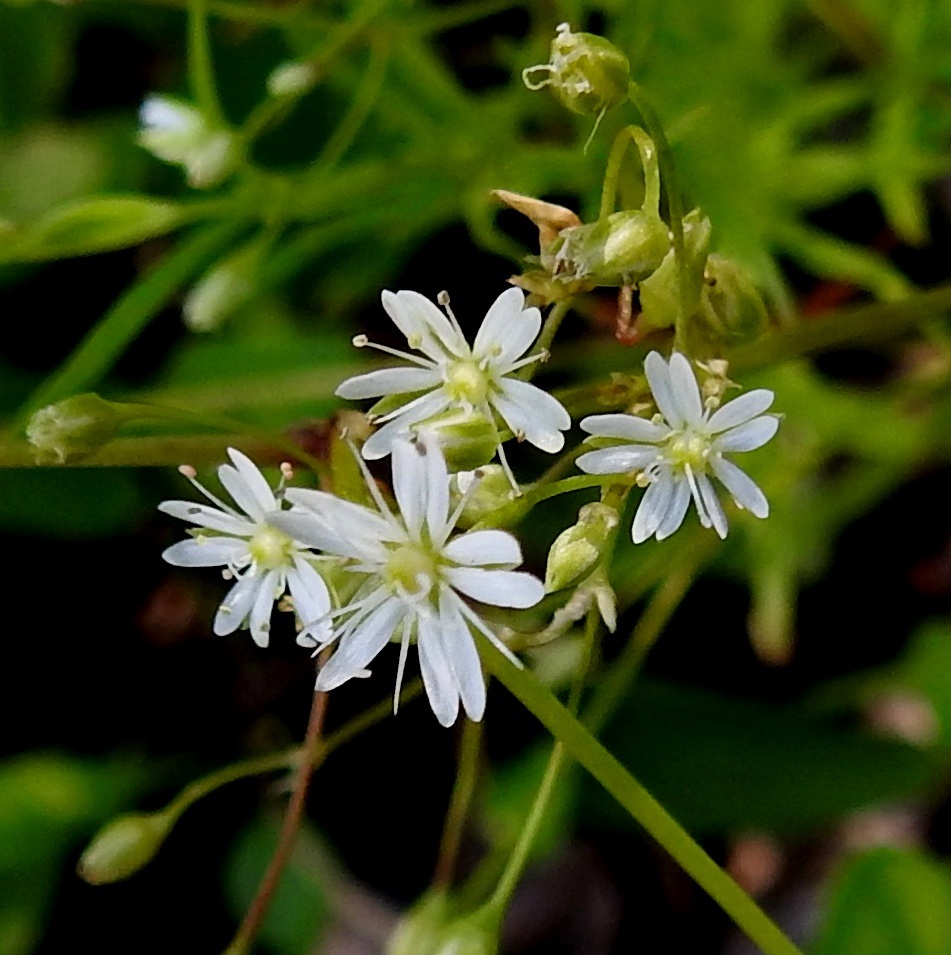 Stellaria longifolia - metsätähtimön terälehdet ovat noin 2,5-3 mm pitkät ja lähes tyveen saakka kaksiliuskaiset. Kuvassa näyttää hämäävästi siltä, kuin vierekkäiset liuskat kuuluisivat samaan terälehteen. Näin ei kuitenkaan ole, vaan saman terälehden liuskat muodostavat leveän v-kirjaimen, jolloin vierekkäisten terälehtien liuskat painuvat kiinni toisiinsa tai ovat jopa limittäin. Terälehdet ovat noin verholehtien mittaiset. 3.7.2019. Copyright Hannu Kämäräinen.
