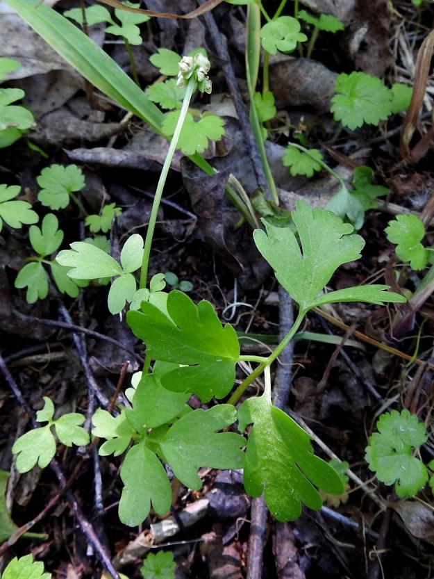 Adoxa moschatellina - (lehto)tesmayrtin kukinto on varren kärjessä oleva tiivis, pallomainen sykerö, joka on läpimitaltaan noin 6-9 mm. Varsilehtiparin ja kukinnon välinen varren yläosa voidaan mieltää kukintoperäksi, vaikka se ei mitenkään poikkeakaan varren rakenteesta. Tämä yläosa on useimmiten noin 3-7 cm pitkä. 1.6.2025. Copyright Hannu Kämäräinen.