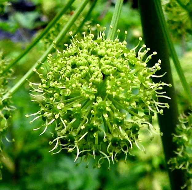 Angelica archangelica subsp. archangelica - pohjanväinönputken teriö on säteittäinen, valkoinen tai vihertävä ja ilman heteitä noin 3-4 mm leveä. Terälehtiä on viisi, ja ne ovat symmetriset, pitkänpyöreät sekä noin 1,2-1,5 mm pitkät ja noin 0,9-1,1 mm leveät. Heteitä on viisi, ja niiden palhot ovat noin 2-3 mm pitkät sekä ponnet pyöreähköt. Emiö on tyveltään pullea, vihreä sekä kaksivartaloinen ja -luottinen. Kukkaperä on noin 2-10 mm pitkä. 20.7.2023. Copyright Hannu Kämäräinen.