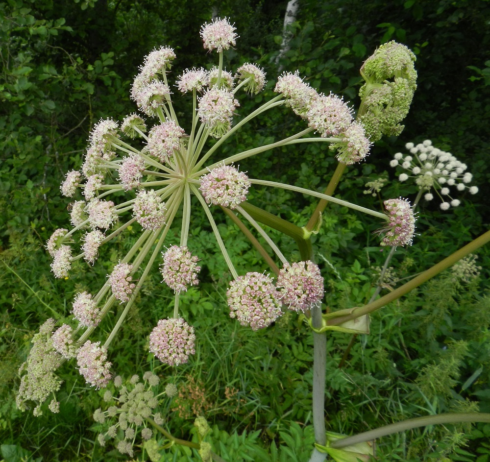 Angelica sylvestris - (niitty)karhunputken pääsarjan pikkusarjat ovat palleromaisia. Niiden perä on samassakin pääsarjassa vaihdellen noin 1,5-5 cm pitkä. Pikkusarjan tyvellä on joukko tasasoukkia, alaviistoja tukilehtiä, jotka ovat noin 2-8 mm pitkiä ja kauan säilyviä. Kuvassa ne näkyvät parhaiten oikeanpuolimmaisen pikkusarjan tyvellä. Ylimpiin varsilehtiin, jotka ovat haarahangoissa, kehittyy vain ilman lapaa oleva, kookas ja avoin lehtituppi. EH, Hämeenlinna, Vuorentaka, Lakee, Hirsimäenkadun laitapiennar tien alittavan Myllyojan itäpuolella, 5.7.2011. Copyright Hannu Kämäräinen.