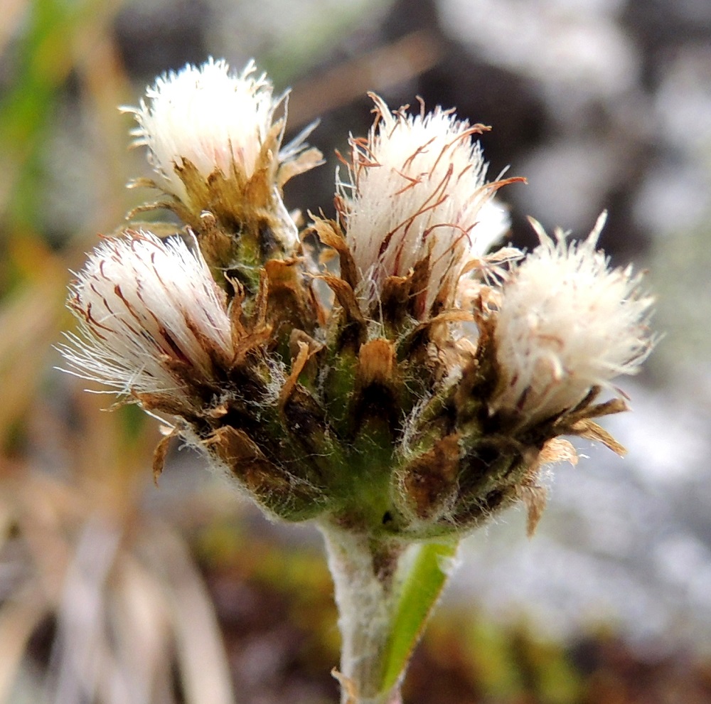 Antennaria canescens - harmaakissankäpälän emikukkien tuoreena valkoinen tai punertava teriö on rihmamaisen kapea, lieriömäinen ja noin 4-5 mm pitkä. Kuvassa teriöt ja emin vartalot luotteineen ovat kuivuneet jo ruskeiksi ja näkyvät siksi paremmin verhiöhaiventen joukosta. Suvuttoman lisääntymisen vuoksi hedeyksilöt ovat tunturikissankäpäläryhmän kolmella lajilla taantuneet hyvin harvinaisiksi, eikä niistä sen vuoksi ole kuvaa tässä artikkelissa. EnL, Enontekiö, Kilpisjärvi, Saanan luoteisrinne lounaislaita laelle nousevan polun itäpuolella, tunturikangaspaljakka, 815 m mpy, 17.7.2013. Copyright Hannu Kämäräinen.