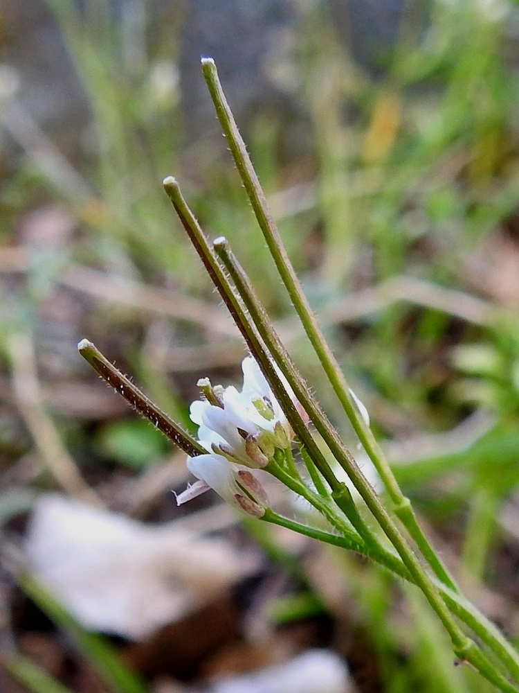 Cardamine hirsuta – mäkilitukka | Pohjolan kasvien pauloissa