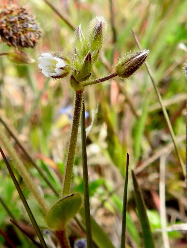 Cerastium glutinosum - tahmahärkin kukintoviuhkoissa on kerrallaan vain yksittäisiä tai aivan muutamia kukkia auki. Jo kukinnan alkuvaiheessa osa viuhkojen kukista on kukkinut, osa on nupulla, ja seassa ovat myös uusien haaraviuhkojen alut. 23.5.2025. Copyright Hannu Kämäräinen.
