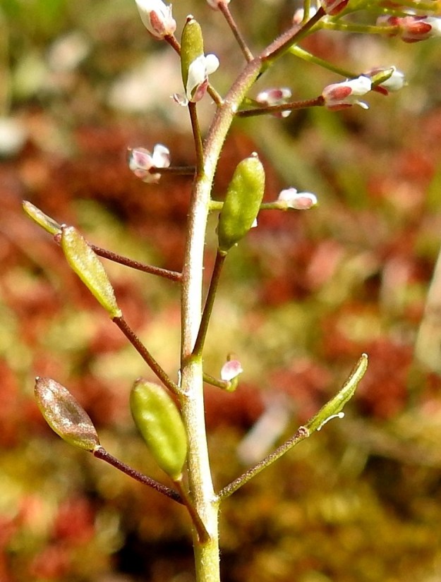 Drabella muralis - vallikynsikön hedelmä on soikea, litteä, kalju ja vihreäsävyinen tai toisinaan hieman punertava litu, joka on tavallisesti noin 4-5,5 mm pitkä ja leveimmältä kohtaa noin 1,5-2 mm leveä. Lidun kärjessä on lähinnä kuivuneen luotin muodostama, enintään 0,2 mm pitkä ota. Lituperä on siirottava, hyvin lyhyesti tähtikarvainen ja yleensä noin 4-7 mm pitkä. 18.5.2025. Copyright Hannu Kämäräinen.