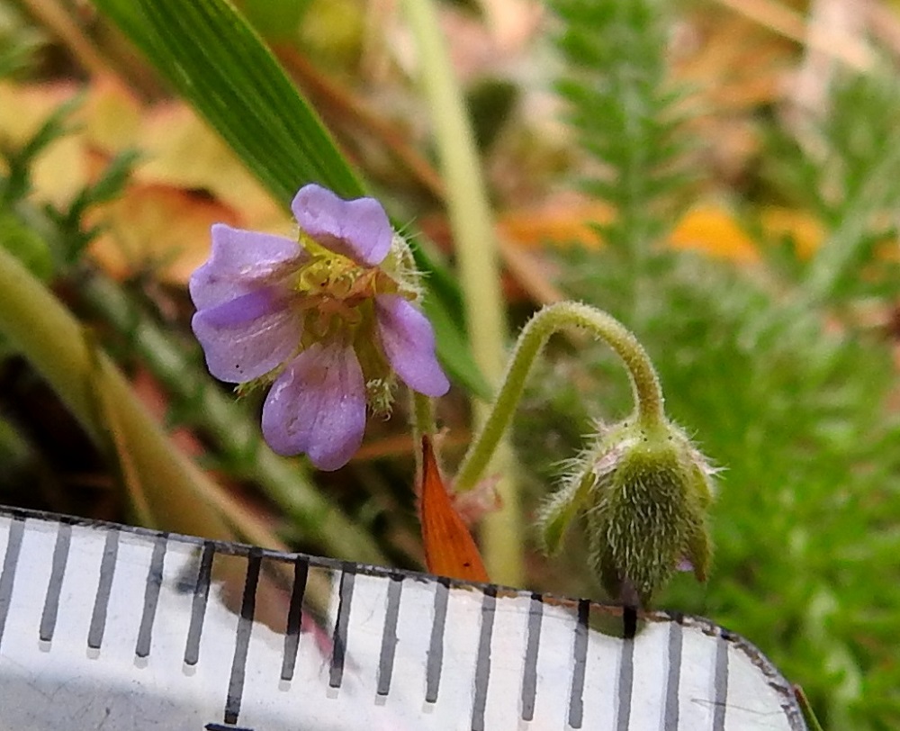Geranium pusillum - pihakurjenpolven teriö on säteittäinen ja tavallisesti noin 4-6 mm läpimitaltaan. Erillisiä terälehtiä on viisi. Ne ovat lähinnä soikean vastapuikeat, kapeaksi tyviosaksi eli kynneksi suippenevat ja lanttopäiset. Terälehdet ovat yleensä noin 3-4 mm pitkät ja leveimmältä kohtaa noin 1,5-2 mm leveät. A, Hammarland, Kattby, kirkkotarha, kirkon eteläsivu, tukimuurilla pengerretyn nurmialueen reuna, 22.5.2025. Copyright Hannu Kämäräinen.