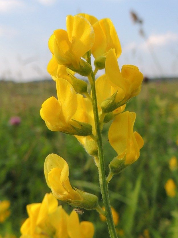 Lathyrus pratensis - niittynätkelmän kukkaperä on noin 2-4 mm pitkä. Verhiö on tyveltään torvimaisen yhdislehtinen, kärjestään viisiliuskainen ja kaikkiaan noin 6-8 mm pitkä. Yhtenäinen torviosa on noin 3-4 mm pitkä ja noin 2,5-3 mm leveä. Kärkiliuskat ovat kapean kolmiomaiset, pitkäsuippuisen teräväkärkiset ja noin 3-4 mm pitkät. Teriö on tavallisesti noin 10-16 mm pitkä ja hernekasvien tavoin vastakohtainen. Sitä kutsutaan perhomaiseksi. Kukan viisi terälehteä ovat keskenään hyvin erinäköiset ja erikoistuneet omiin tehtäviinsä täysin sulkeutuneen nielun ympärillä. EH, Hämeenlinna, Vuorentaka, laaja peltoaukea, Hämeen Härkätien (tie 2855) varsi lähellä Perä-Tertin tien risteystä, 26.6.2013. Copyright Hannu Kämäräinen.