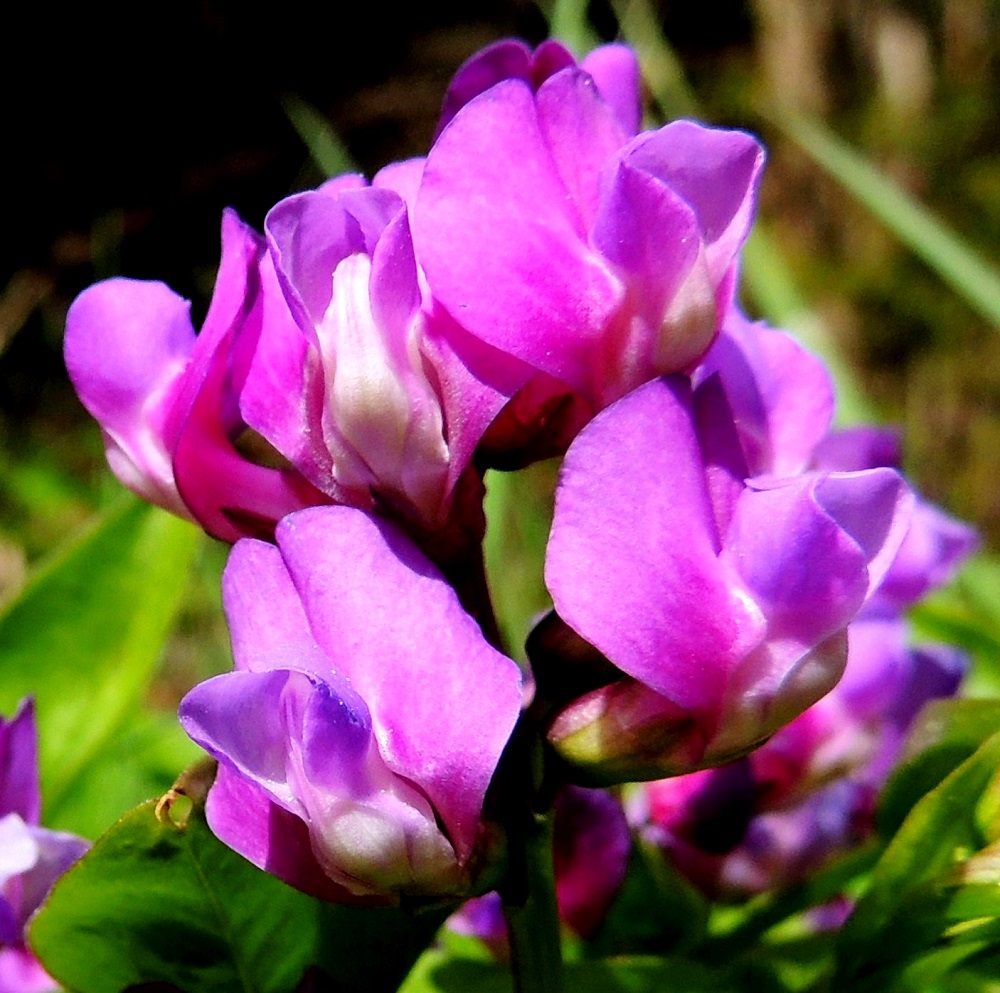 Lathyrus vernus - kevätlinnunherneen teriön sivuilla, purjeen alapuolella, on siiviksi kutsuttu terälehtipari, jonka lehdet ovat sivuttain ylöspäin kaartuvat, pyöreähköpäiset, noin teriön mittaiset ja leveimmältä kohtaa noin 5-6 mm leveät. Alimpana teriössä on venho, joka muodostuu kahdesta hieman limittäin rinnakkain olevasta ja venemäisen kaukalon muodostavasta terälehdestä. Ne ovat jyrkästi ylöspäin kaartuvat ja suipohkopäiset. Heteet ja emi ovat tiukassa nipussa venhon sisällä. EH, Hämeenlinna, Ruununmyllyn ja Luhtialan raja-alue, Aulangontorppa, Aulangonjärven itäpää, jyrkähkösti nousevan Käärmekallion alueen kaakkoispää, metsän ja luonnonsuojelualueen etelälaita, 18.5.2014. Copyright Hannu Kämäräinen.