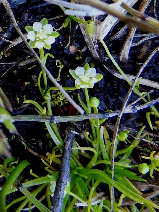 Sagina saginoides - tunturihaarikon kukat ovat kaksineuvoiset ja läpimitaltaan yleensä noin 4-4,5 mm. Terälehtiä ja verholehtiä on useimmiten viisi ja harvoin neljä. Lähilajilla, lumihaarikolla, S. nivalis, niitä on useimmiten neljä. Tunturihaarikon nuput ovat pallomaiset. Varret ovat ohuet, liereät ja kaljut. 6.7.2025. Copyright Hannu Kämäräinen.