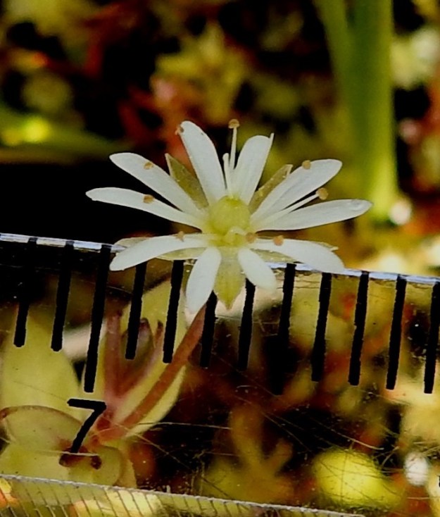 Stellaria crassifolia - lettotähtimön valkoinen teriö on läpimitaltaan yleensä noin 5-8 mm. Terälehtiä ja verholehtiä on viisi. 7.7.2025. Copyright Hannu Kämäräinen.