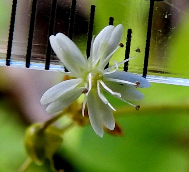 Stellaria longifolia - metsätähtimön teriö on yleensä läpimitaltaan noin 4-8 mm (kuvassa 5,5 mm). Teriönliuskat ovat suikeat, pyöreä- tai suippopäiset ja noin 0,7-0,8 mm leveät. Heteitä kukassa on kymmenen. Pallomaisen sikiäimen kärjessä olevia emin vartaloita ja luotteja on yleensä kolme, harvemmin neljä (kuten kuvassa) ja hyvin harvoin enintään kuusi. 3.7.2019. Copyright Hannu Kämäräinen.