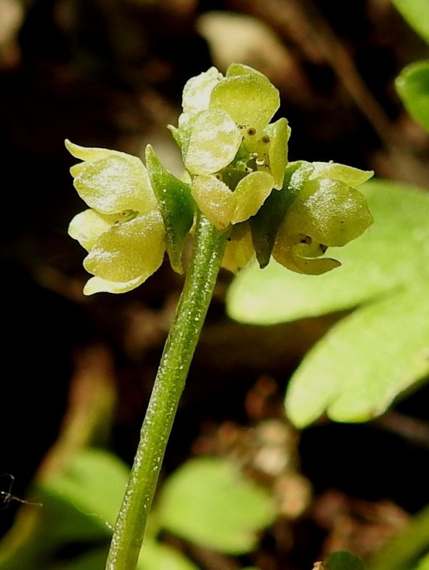Adoxa moschatellina - (lehto)tesmayrtin latvan kukintosykerössä on yleensä viisi perätöntä kukkaa. Harvemmin kukkia voi olla seitsemänkin. Ne ovat myskintuoksuisia, mihin tieteellinen lajinimikin viittaa. Kärkikukassa on neljä ja muissa viisi hedettä. Niiden palhot ovat lähes tyveen saakka kaksihalkoiset. Ponnenpuolikkaat ovat toisistaan täysin erillään haarojen kärjessä. Kuvassa olevan kukinnon keskimmäisessä kukassa näkyy hyvin yksi palholtaan halkoinen hede. 1.6.2025. Copyright Hannu Kämäräinen.