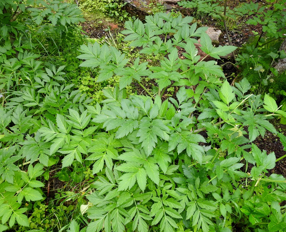 Angelica archangelica subsp. archangelica - pohjanväinönputken alus- ja tyvilehtien lapa on hyvin kookas, jopa 50 cm pitkä ja tyviosastaan suunnilleen pituutensa levyinen sekä useimmiten kolmeen kertaan parilehdykkäinen. Lehtiruoti, joka kuvassa olevalla lehdellä jää muiden lehtien alle piiloon, on enimmillään noin 30 cm pitkä. 20.7.2023. Copyright Hannu Kämäräinen.