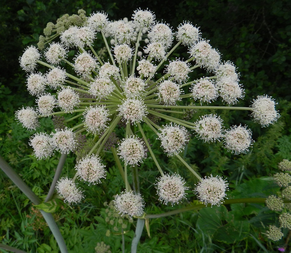 Angelica sylvestris - (niitty)karhunputken kukinnossa on useimmiten noin 30-45 pikkusarjaa (kuvan kukinnossa 43 sarjaa). Pikkusarjat ovat yleensä valkoiset tai edellisen kuvan tavoin punertavat ja läpimitaltaan noin 10-20 mm. Kukintavaiheessa pitkät heteet muodostavat pikkusarjojen ympärille uloimman kehän. EH, Hämeenlinna, Vuorentaka, Lakee, Hirsimäenkadun laitapiennar tien alittavan Myllyojan itäpuolella, 5.7.2011. Copyright Hannu Kämäräinen.