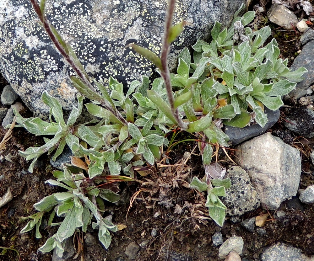 Antennaria canescens - harmaakissankäpälän juurakko on haarova ja kasvattaa rönsyjä, joiden avulla yksilöt laajenevat kasvullisesti. Rönsyihin kasvaa uusi lehtiruusuke, johon aikaa myöten usein versoo yksi uusi kukkavarsi. EnL, Enontekiö, Kilpisjärvi, Saanan luoteisrinne lounaislaita laelle nousevan polun itäpuolella, tunturikangaspaljakka, 815 m mpy, 17.7.2013. Copyright Hannu Kämäräinen.