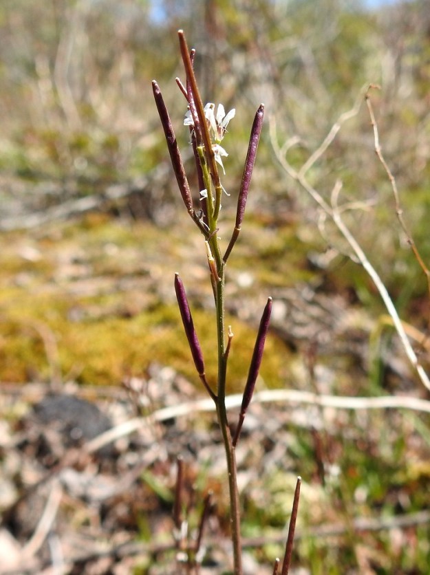 Cardamine hirsuta - mäkilitukan kukinnan edetessä terttu saa pituutta ja huomattavasti harvenee kukintorangan välien kasvaessa. Tällöin se voi olla 5-10 cm pitkä. A, Lemland, Nåtö, biologisen aseman päärakennuksen ja luonnonsuojelualueen länsipuoli, rannan avokallioalue venevajojen kohdalla, 19.5.2025. Copyright Hannu Kämäräinen.