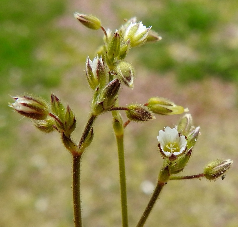 Cerastium glutinosum - tahmahärkin kukinnon tukilehdet ovat lähinnä kapeanpuikeat, vihreät tai osittain punaruskeat, kalvokärkiset ja kapeasti kalvolaitaiset sekä nysty- ja hapsikarvaiset. Ne ovat noin 2-4 mm pitkät ja noin 1-2 mm leveät. Kukkaperä on tavallisesti noin 3-5 mm pitkä ja tiheästi nystykarvainen. Mäkihärkki on paahteisten kasvupaikkojen kasvina tarkka siitä, milloin se availee säästeliääseen tapaansa terälehtiään. Sateisella, jopa pilvisellä säällä tai illansuussa kuvaaja saa linssinsä eteen vain tiiviisti sulkeutuneita kukkia. 23.5.2025. Copyright Hannu Kämäräinen.
