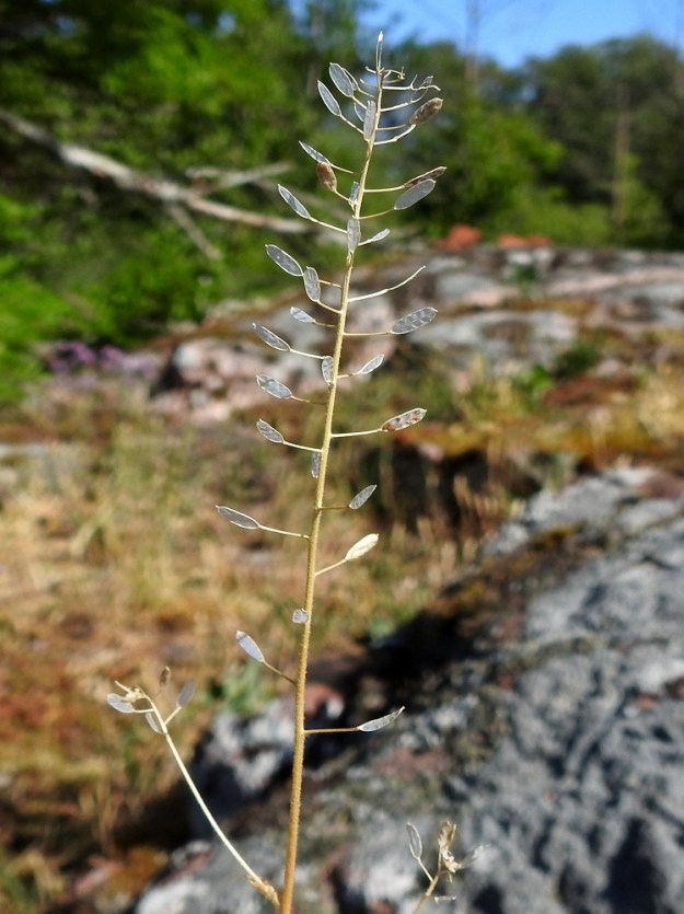 Drabella muralis - vallikynsikön kukinta-aika on toukokuussa. Jo kesäkuun alkupuolella kasvustot ovat usein vaaleaksi kuivuneet. Hedelmäliduista ovat jäljellä enää kehykset ja välikalvo, joka jakaa lidun kahteen siemenlokeroon. 10.6.2024. Copyright Hannu Kämäräinen.