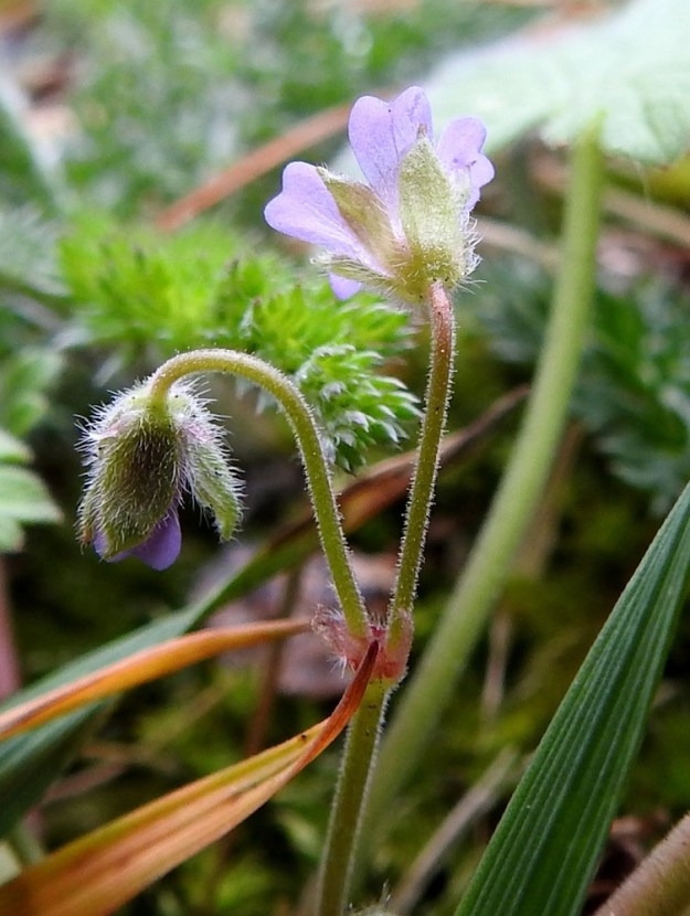 Geranium pusillum - pihakurjenpolven verhiö on erilehtinen, ja verholehtiä on viisi. Terälehdet ovat noin verholehtien mittaiset tai vain hieman niitä pitemmät, kun ne pehmytkurjenpolvella ovat huomattavasti verholehtiä pitemmät. A, Hammarland, Kattby, kirkkotarha, kirkon eteläsivu, tukimuurilla pengerretyn nurmialueen reuna, 22.5.2025. Copyright Hannu Kämäräinen.