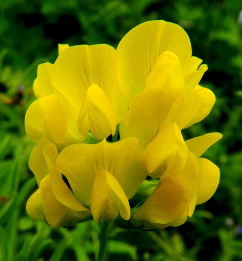 Lathyrus pratensis - niittynätkelmän näkyvin ja kookkain terälehti on purje, joka nimensä mukaisesti kaartuu leveänä ylöspäin toimien vahvimpana houkuttimena pölyttäville hyönteisille. Se on leveän vastapuikea, pyöreä- tai tylppäpäinen, pitkän kapeatyvinen ja noin 15-17 mm pitkä sekä leveimmältä kohtaa noin 8-10 mm leveä. Teriön sivuilla on siiviksi kutsuttu terälehtipari, jonka lehdet ovat sivuttain ylöspäin kaartuvat, tylppäpäiset, noin 12-14 mm pitkät ja noin 4-5 mm leveät. Alimpana teriössä on venho, joka muodostuu kahdesta hieman limittäin rinnakkain olevasta terälehdestä. Ne ovat siipiin nähden enemmän epäsymmetriset, kärkiosastaan jyrkemmin ylöspäin kaartuvat, suipohkopäiset ja hieman lyhyemmät. EH, Hämeenlinna, Loimalahti, Hirsimäki, omakotialue, Näsiäntien varren niityksi kehittynyt pihanurmialue, 23.6.2012. Copyright Hannu Kämäräinen.