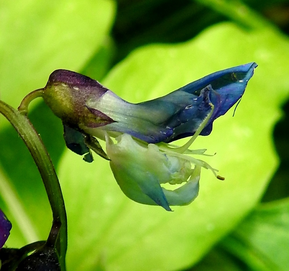 Lathyrus vernus - kevätlinnunherneen kukkapohjuksessa olevan meden äärelle pääsevät normaalireittiä vain voimakkaat hyönteiset, kuten kimalaiset, jotka painavat siipien ja venhon muodostaman sulun auki samalla pölyttäen kukan. Kuvan jo ohikukkinut teriö on avattu väkisin, jolloin osa hetiöstä ja emiöstä on paljastunut. Kukassa on kymmenen hedettä, joiden palhojen tyviosa on yhteenkasvanut sikiäimen ja emin vartalon ympärille. Ponnet ovat pitkulaiset. Sikiäimen kärjessä oleva emi on yksivartaloinen ja -luottinen. Vartalon kärkiosa taipuu hedeputken ulkopuolella jyrkästi ylöspäin. Kärkiosa on litteä ja toiselta sivultaan karvainen. Luotti ei juurikaan erotu vartalon kärjestä. EH, Hämeenlinna, Loimalahti, Hirsimäki, kangasmetsä Vanamontien ja Vuokontien välisen kävelytien varrella, 15.6.2022. Copyright Hannu Kämäräinen.