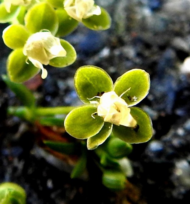 Sagina procumbens - rentohaarikon kehä on siementen leviämisvaiheessa noin 4-5 mm leveä. Verholehdet ovat puikeat tai soikeat, tylppä- tai pyöreäpäiset, hyvin kapeasti kalvolaitaiset ja kaljut. Pituutta niillä on tavallisesti noin 2-2,5 mm ja leveyttä noin 1,1-1,8 mm. EH, Hämeenlinna, Loimalahti, Hirsimäki, Näsiäntien varsi, päällysterako, 18.6.2020. Copyright Hannu Kämäräinen.