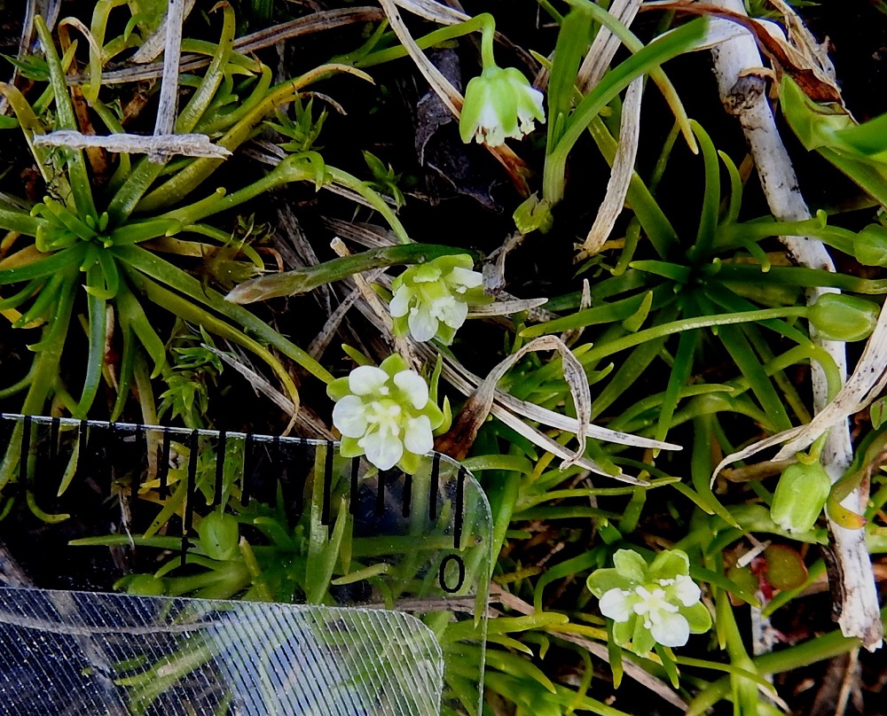 Sagina saginoides - tunturihaarikon terälehdet ovat valkoiset, lapiomaisen vastapuikeat tai soikeahkot, pyöreäpäiset ja kapeatyviset sekä tavallisesti noin 1,5-2 mm pitkät ja noin 1-1,3 mm leveät. Ne yltävät noin verholehtien kärjen tasolle tai hieman kärjen alapuolelle. Verholehdet ovat kapeanpuikeat, tylppä- tai pyöreäpäiset, hyvin kapeasti kalvolaitaiset ja kaljut. Ne ovat kukintavaiheessa yleensä noin 2-2,2 mm pitkät, noin 1-1,2 mm leveät ja sivulle siirottavat. 6.7.2025. Copyright Hannu Kämäräinen.