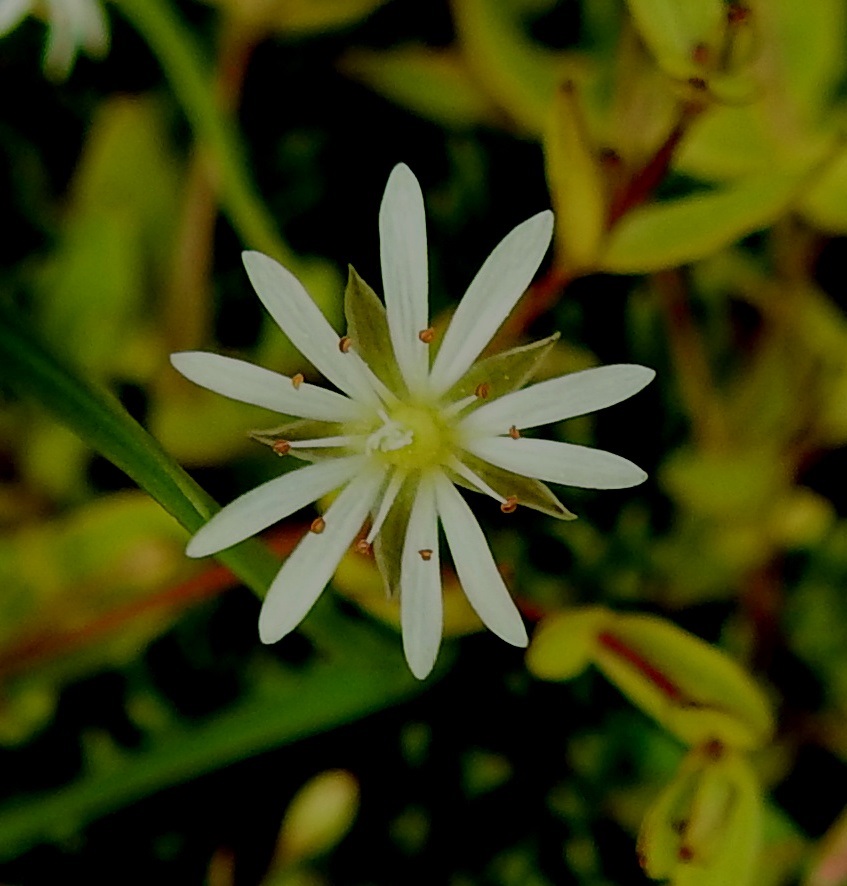 Stellaria crassifolia - lettotähtimön terälehdet ovat tavallisesti noin 2,5-4 mm pitkät ja lähes tyveen saakka kaksiliuskaiset niin, että näyttää kuin niitä olisi viiden sijasta kymmenen. Liuskat ovat lähes tasasoukat, pyöreäpäiset ja noin 0,7-0,8 mm leveät. 7.7.2025. Copyright Hannu Kämäräinen.