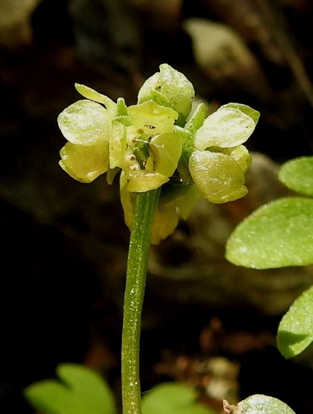 Adoxa moschatellina - (lehto)tesmayrtin teriö on kellertävä, kellanvihreä tai lähes valkoinen ja läpimitaltaan avoimuusasteesta riippuen noin 4-7 mm. Kukinnon kärkikukassa on neljä ja muissa kukissa viisi terälehteä. Ne ovat kärkiosastaan lähes soikeat, pyöreä- tai tylppäpäiset ja tyviosastaan kapenevat sekä noin 3-3,5 mm pitkät ja leveimmältä kohtaa noin 1,5-2 mm leveät. 1.6.2025. Copyright Hannu Kämäräinen.