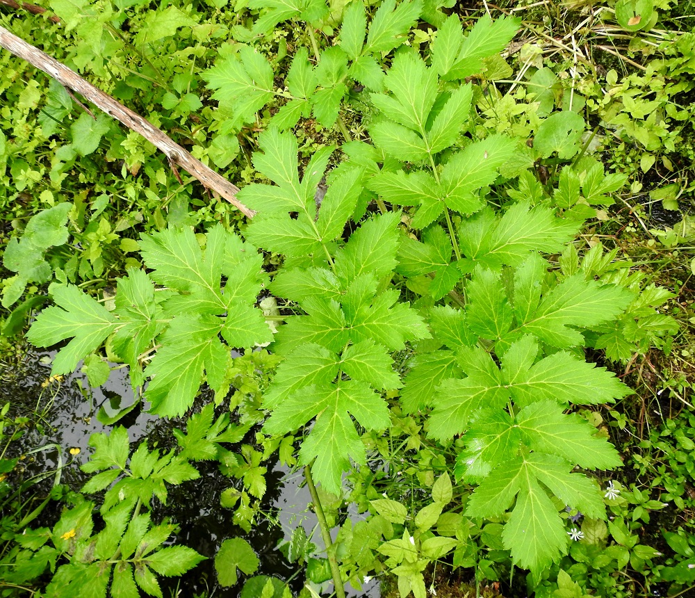 Angelica archangelica subsp. archangelica - pohjanväinönputken lehtilapa on kolmiomainen ja pienemmillä lehdillä yleensä kahteen kertaan parilehdykkäinen. Sivulehdykät ovat lähinnä puikeat tai kapeanpuikeat, suipon teräväkärkiset, epätasaisen hammaslaitaiset ja usein myös liuskaiset. Ne ovat ruodittomat tai aivan lyhytruotiset, yleensä noin 3-9 cm pitkät ja leveimmältä kohtaa noin 1,5-5 cm leveät. 20.7.2023. Copyright Hannu Kämäräinen.