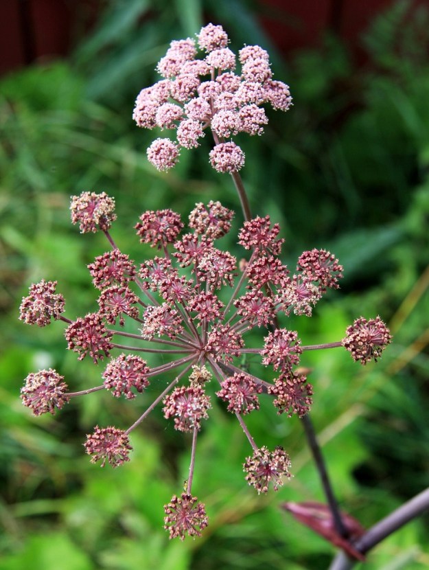 Angelica sylvestris - (niitty)karhunputken pikkusarjat ovat toisinaan myös vaaleanpunaiset ja kehittyvät hedelmät tummanpunaiset. EH, Janakkala, Virala, Myllynkylä, Koivikon tila, peltoalueella olevan ladon vierus, 31.7.2010. Copyright Hannu Kämäräinen.
