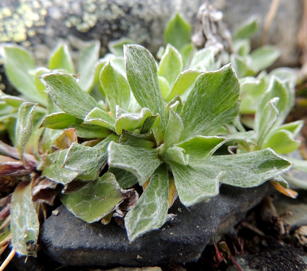 Antennaria canescens - harmaakissankäpälän ruusukelehdet ovat ehyet, kapean vastapuikeat, suippokärkiset ja lyhyen otapäiset sekä tavallisesti noin 8-15 mm pitkät ja leveimmältä kohtaa noin 1,4-4 mm leveät. Lehti kapenee tasaisesti tyveen saakka ilman näkyvää ruotiosuutta. Se on ehytlaitainen, päältä harmaanvihreä ja pysyvästi ti tiheän vaaleakarvainen ja vanukekarvainen. EnL, Enontekiö, Kilpisjärvi, Saanan luoteisrinne lounaislaita laelle nousevan polun itäpuolella, tunturikangaspaljakka, 815 m mpy, 17.7.2013. Copyright Hannu Kämäräinen.