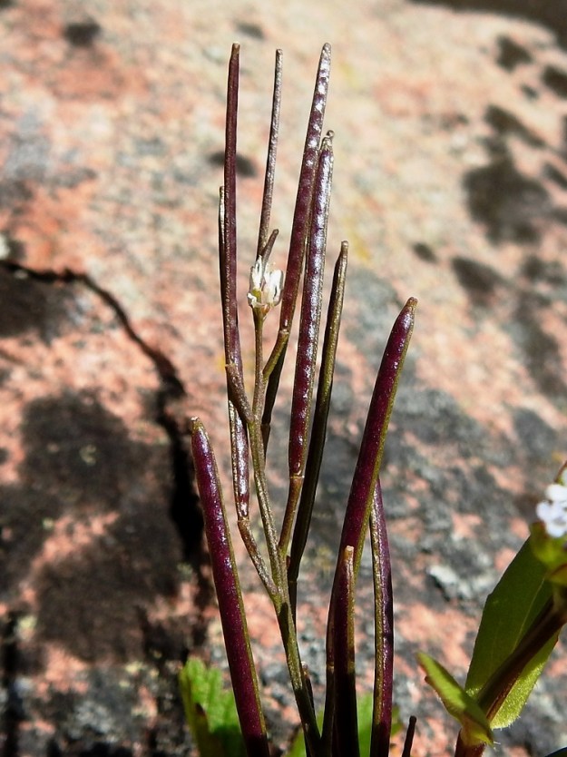 Cardamine hirsuta - mäkilitukan hedelmälitu on tasasoukka, suora ja kellanvihreä tai punaruskea - sinipunainen sekä kalju tai toisinaan, kuten edelliset kuvatkin osoittavat, ainakin aluksi siirottavasti karheakarvainen. Se on tavallisesti noin 15-25 mm pitkä ja noin 0,8-1,4 mm paksu. Lidun kärjessä on kuivuneen emin vartalon ja luotin muodostama, usein epäselvä ja noin 0,5 mm pitkä ota. A, Lemland, Nåtö, saaren pohjoisosan itälaita, luonnonsuojelualue, Själskata, kallioisen niemekkeen rantaketo, 18.5.2025. Copyright Hannu Kämäräinen.