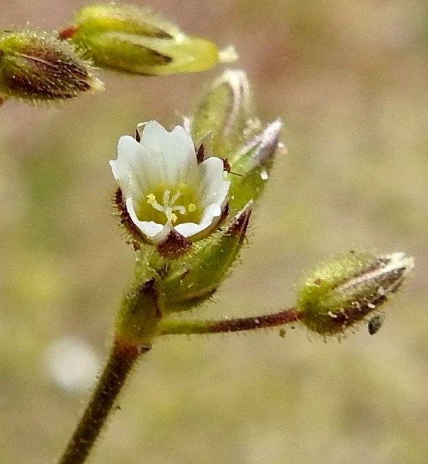 Cerastium glutinosum - tahmahärkin teriö aukeaa vain osittain terälehtien jäädessä pystyhköön tai yläviistoon asentoon. Se on silloin noin 4-6 mm leveä. Terälehtiä on viisi, ja ne ovat valkoiset, kapean vastapuikeat, lovipäiset ja tavallisesti noin 3-4 mm pitkät sekä noin 1-1,5 mm leveät. Ne yltävät noin verholehtien kärjen tasolle tai hieman kärjen alapuolelle. Heteiden määrä vaihtelee viidestä kymmeneen. Yleisimmin niitä lienee kuudesta seitsemään. Emin vartaloita ja luotteja on viisi. 23.5.2025. Copyright Hannu Kämäräinen.