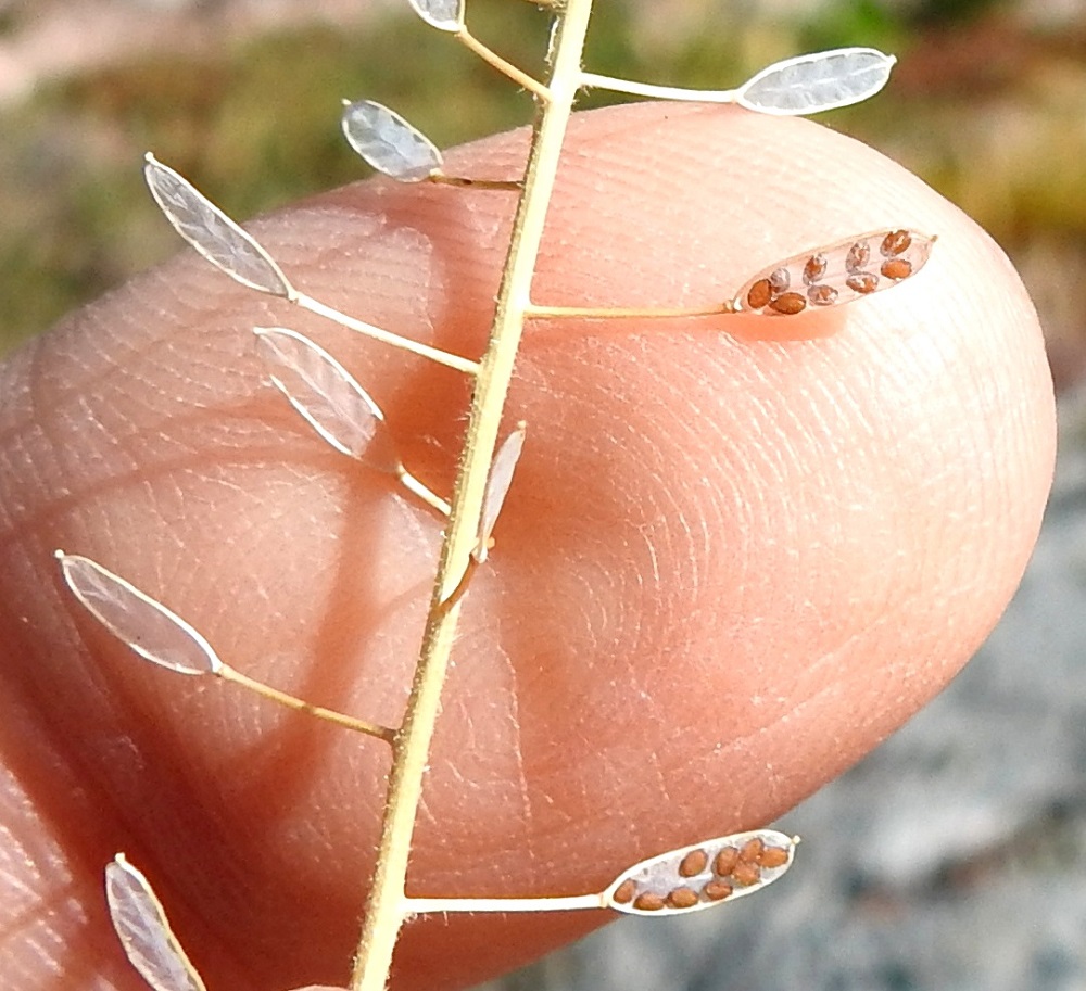 Drabella muralis - vallikynsikön litupuoliskossa on yleensä kuudesta kymmeneen siementä. Ne ovat soikeat, litteähköt, ruskeat ja noin 1 mm pitkät sekä leveämmältä sivultaan noin 0,5-0,6 mm leveät. 10.6.2024. Copyright Hannu Kämäräinen.