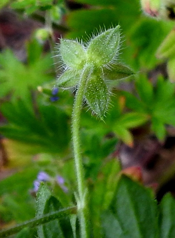 Geranium pusillum - pihakurjenpolven verholehdet ovat soikeanpuikeat, teräväkärkiset tai nipukkapäiset, kuten kuvassa ja kapean kalvoreunaiset. Ne ovat useimmiten vihreät, lyhyen nystykarvaiset ja kauttaaltaan (edellinen kuva) tai ainakin laidoistaan pitkän hapsikarvaiset. Pituutta niillä on tavallisesti noin 2,5-3,5 mm ja leveyttä leveimmältä kohtaa noin 1,2-1,6 mm. EH, Hämeenlinna, Renko, keskusta, Rengonraitin varsi kirkkotarhan laitamuurin juurella, 23.6.2024. Copyright Hannu Kämäräinen.