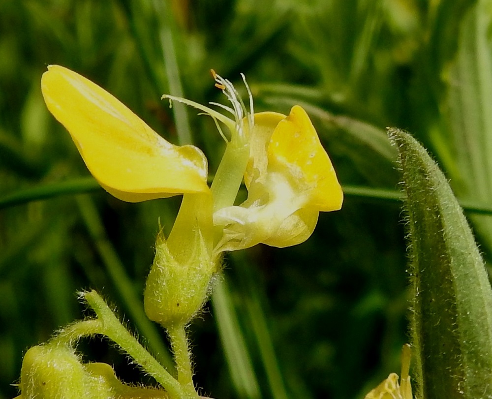 Lathyrus pratensis - niittynätkelmän pölytys onnistuu yleensä vain voimakkailta hyönteisiltä. Meden äärelle päästäkseen niiden täytyy painaa hetiötä ja emiötä tiiviisti suojaavat teriön siivet ja venhopari sivuun ja alas. Kuvausta varten vähän reilumpi painallus on tehty sormella. Kukassa on kymmenen hedettä, joiden palhojen tyviosa on yhteenkasvanut torveksi emin vartalon ympärille. Kärkiosastaan vapaat, palhot ovat väljähkönä rykelmänä. Ainokaisen emin vartalon kärkiosa taipuu hedeputken ulkopuolella jyrkästi ylöspäin. Kärkiosa on litteä ja sisäpinnaltaan karvainen. Luotissa on kaksi haaraa. Tertturanka, kukkaperä ja verhiö ovat tiheähkösti karvaiset. EH, Hämeenlinna, Majalahti, Louhoksentien varren maanläjitysalue, itäpää, vanha, niityksi kehittynyt täyttömaapohja, 21.6.2022. Copyright Hannu Kämäräinen.
