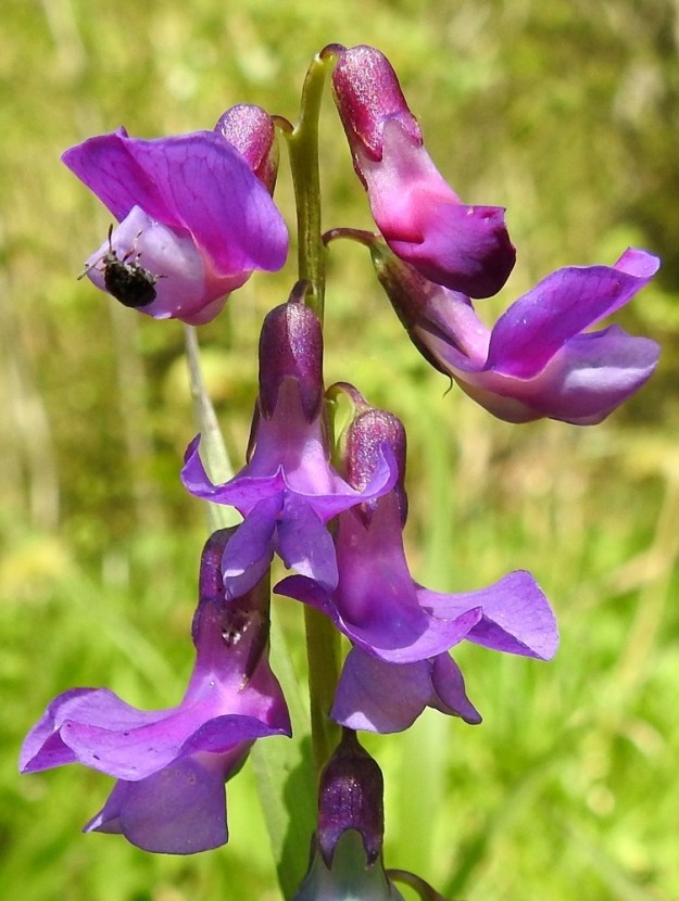 Lathyrus vernus - kevätlinnunherneen kukkaperä on noin 1,5-3 mm pitkä. Verhiö on tyveltään torvimaisen yhdislehtinen, vastakohtainen ja jossain määrin epäsymmetrinen sekä kärjestään viisiliuskainen Se on sinipunainen tai vihreän ja punertavan kirjava sekä kaikkiaan noin 7-8 mm pitkä. Yhtenäinen torviosa on noin 4-4,5 mm pitkä ja noin 3,5-4 mm leveä. Kärkiliuskat ovat kapean kolmiomaiset, pitkäsuippuisen teräväkärkiset ja noin 1-4 mm pitkät. Kaksi ylintä liuskaa ovat lyhimmät ja kolme alinta pisimmät. Kukintoperä, tertturanka, kukkaperä ja verhiö ovat kaljut. EH, Hämeenlinna, Ruununmyllyn ja Luhtialan raja-alue, Aulangontorppa, Aulangonjärven itäpää, jyrkähkösti nousevan Käärmekallion alueen kaakkoispää, metsän ja luonnonsuojelualueen etelälaita, 28.5.2020. Copyright Hannu Kämäräinen.