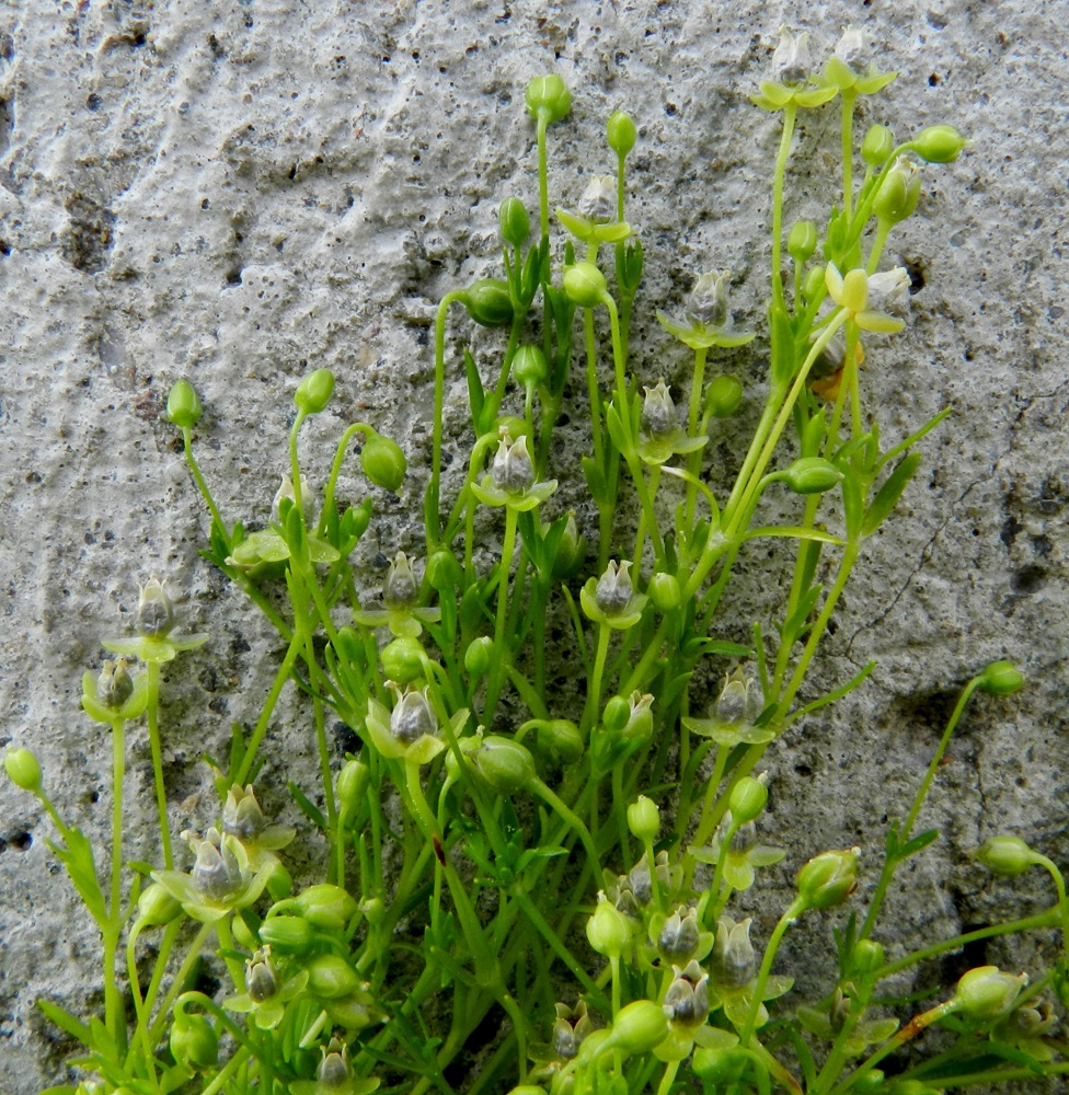 Sagina procumbens - rentohaarikon kukkanuput ovat aluksi nuokkuvat ja tiiviisti verholehtien suojassa. Toisen kerran verholehdet ovat suojaavana huppuna kehittyvän kodan ympärillä. Kypsyvä kota on supussa olevia verholehtiä noin 1,3 kertaa pitempi. Se on munanmuotoinen, noin 2-3 mm pitkä ja noin 1,7-2,2 mm paksu. Kun kota on läpinäkyväksi muuttuneena valmis avautumaan, myös verholehdet levittäytyvät auki helpottaakseen siemennystä. EH, Hämeenlinna, keskusta, Raatihuoneen piha, 16.6.2012. Copyright Hannu Kämäräinen.