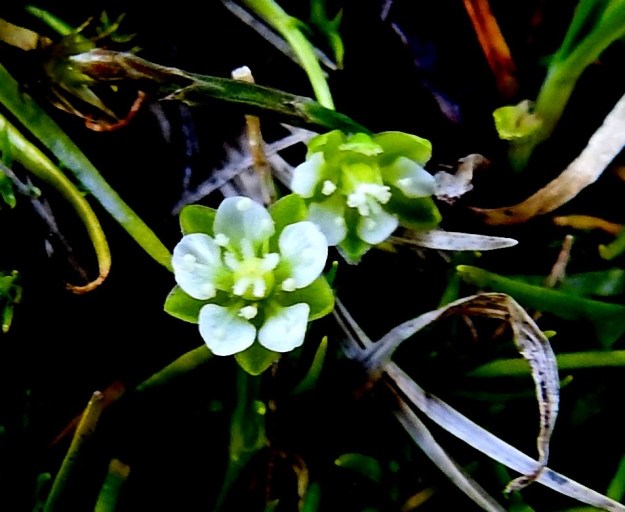 Sagina saginoides - tunturihaarikon kukassa on useimmiten kymmenen hedettä, mutta määrä voi toisinaan vaihdella viidestä ylöspäin. Heteet ovat valkoiset ja ponsiltaan pyöreät. Sikiäin on kehänpäällinen ja pallomainen. Sen kärjessä on viisi valkoista emin vartaloa ja luottia. 6.7.2025. Copyright Hannu Kämäräinen.