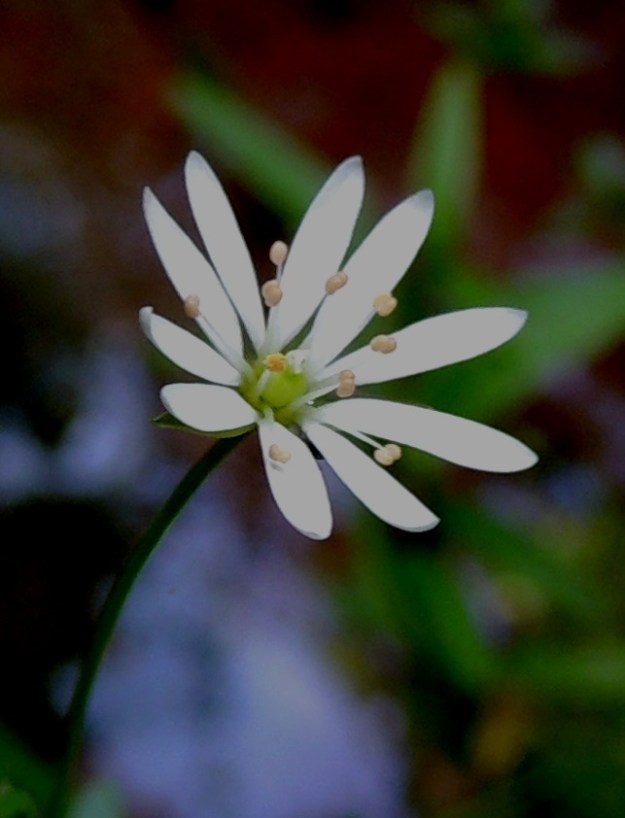 Stellaria crassifolia - lettotähtimön kukassa on kymmenen hedettä. Niiden ponnet ovat 0,3-0,5 mm pitkät, aluksi hyvin vaaleanruskehtavat ja myöhemmin tummemmat. Sikiäin on kehänpäällinen ja pallomainen. Sen kärjessä on kolme emin vartaloa ja luottia. Kn, Vaala, Neittävä, Kiiskeroisentien länsipuolella oleva Likainen-niminen lampi, lammen kapea eteläpää, luonnonsuojelualue, 11.7.2015. Copyright Hannu Kämäräinen.