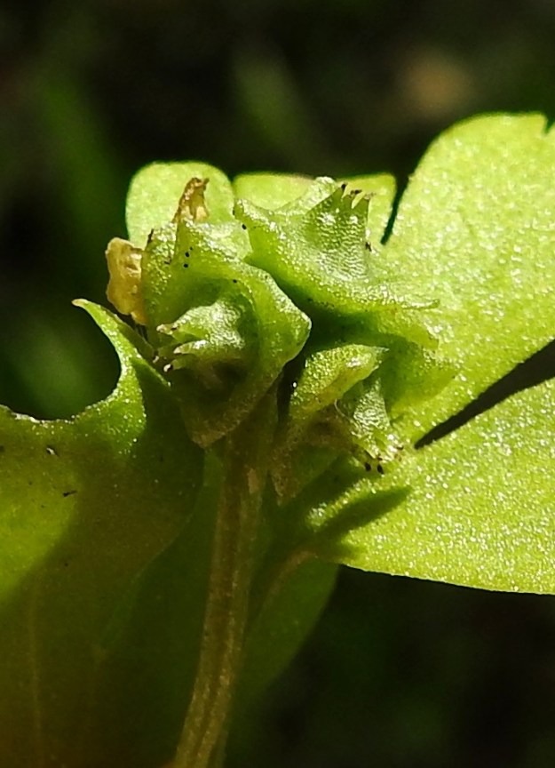 Adoxa moschatellina - (lehto)tesmayrtin kukan verhiö on vihreä, lähes vaakatasoinen ja läpimitaltaan noin 2-3 mm. Kukinnon kärkikukan verhiössä on kaksi ja muiden kukkien verhiössä kolme suipon kolmiomaista liuskaa. Sikiäin on lähes kehänalainen. Sen kärjessä on kukinnon ylimmässä kukassa neljä ja muissa kukissa viisi vajaan millin mittaista emin vartaloa. Niiden kärjessä olevat luotit ovat pallomaiset. Sikiäimestä paisuva hedelmä on luumarjamainen, kulmikas, mehevä ja vihertävä sekä läpimitaltaan noin 4-5 mm. 1.6.2025. Copyright Hannu Kämäräinen.