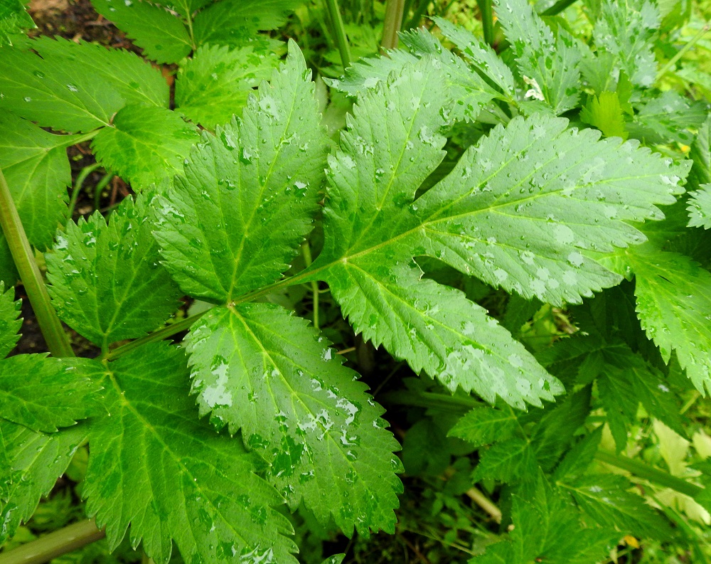 Angelica archangelica subsp. archangelica - pohjanväinönputken lehtien kärkilehdykät ovat ruodilliset, leveän kolmiliuskaiset, sivulehdyköiden tavoin epätasaisen hammaslaitaiset ja tavallisesti noin 4-9 cm pitkät sekä leveimmältä kohtaa noin 5-8 cm leveät. Lehdykät ovat päältä vihreät ja kaljut. Karhunputkella kärkilehdykkä on useimmiten liuskaton. 20.7.2023. Copyright Hannu Kämäräinen.